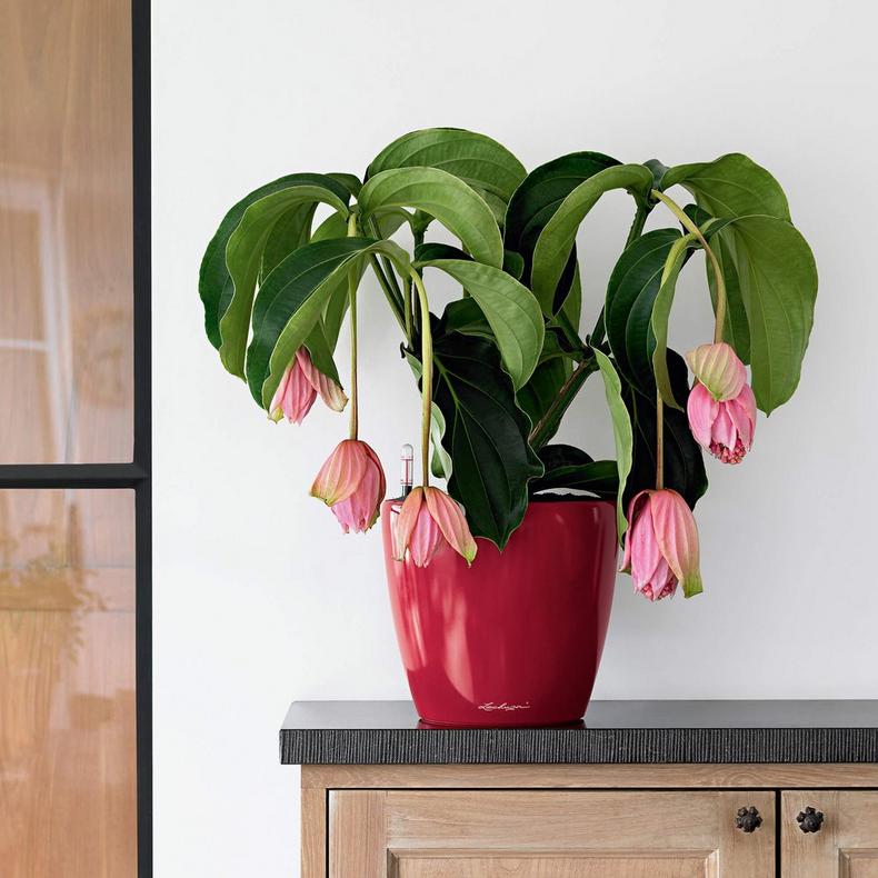 le_classico-ls21_product_addi_02